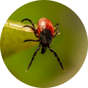 Deer Tick