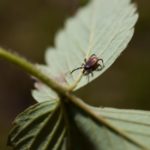 blacklegged tick_deer tick