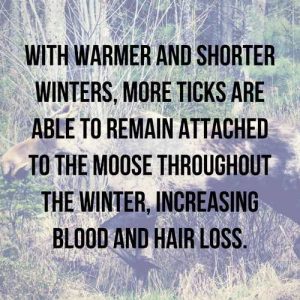 blog_ghost moose_quote