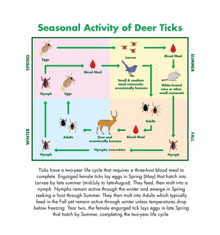 TICK LIFE CYCLE