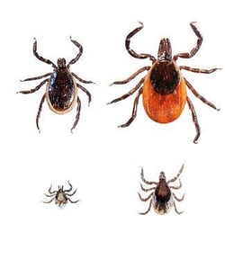 black-legged-tick-family