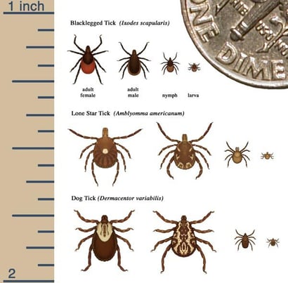 WHICH TICKS CARRY LYME DISEASE?