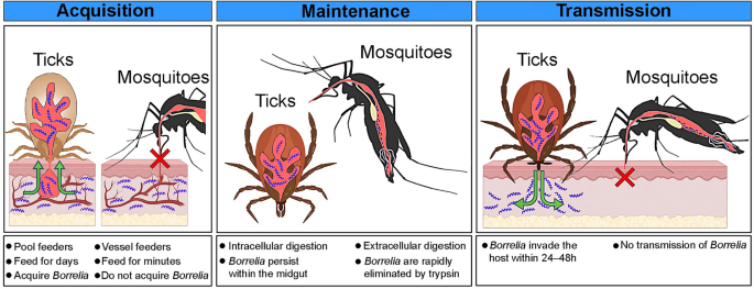 A diagram of insects with text
AI-generated content may be incorrect., Picture