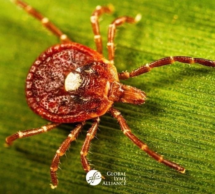 <span id="hs_cos_wrapper_name" class="hs_cos_wrapper hs_cos_wrapper_meta_field hs_cos_wrapper_type_text" style="" data-hs-cos-general-type="meta_field" data-hs-cos-type="text" >Understanding Alpha-gal Syndrome and Its Growing Geographic Overlap with Lyme Disease</span>