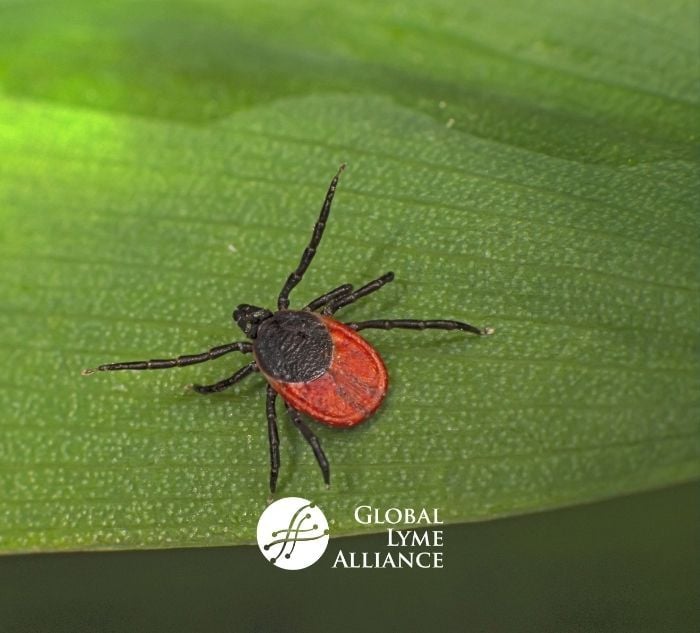 HHS Outlines New Lyme Disease Initiatives