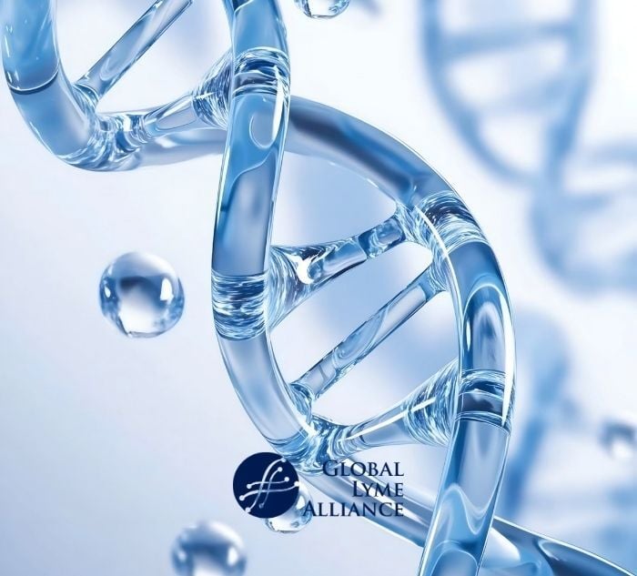 <span id="hs_cos_wrapper_name" class="hs_cos_wrapper hs_cos_wrapper_meta_field hs_cos_wrapper_type_text" style="" data-hs-cos-general-type="meta_field" data-hs-cos-type="text" >GLA Research Update: New Study Suggests Genetics May Influence Lingering Lyme Symptoms</span>