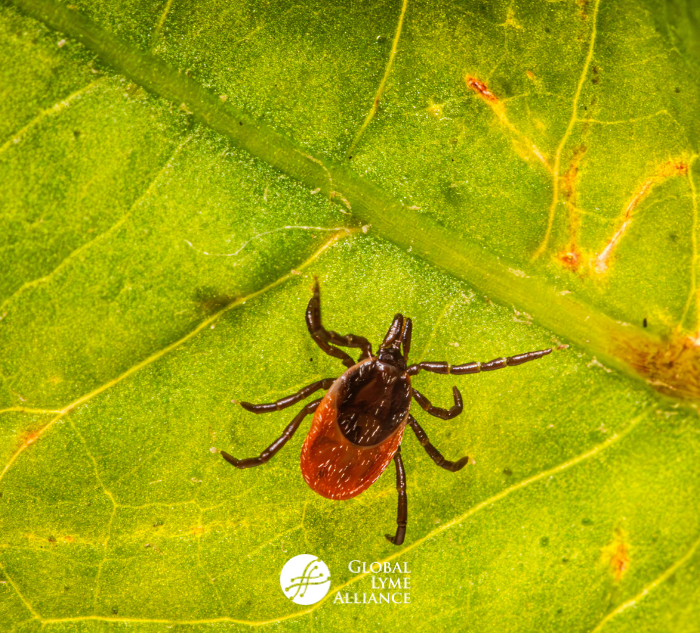 blacklegged tick on leaf