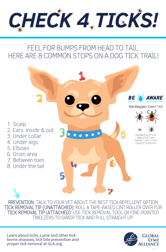 Tick Prevention 101 How to Check Dogs for Ticks and More