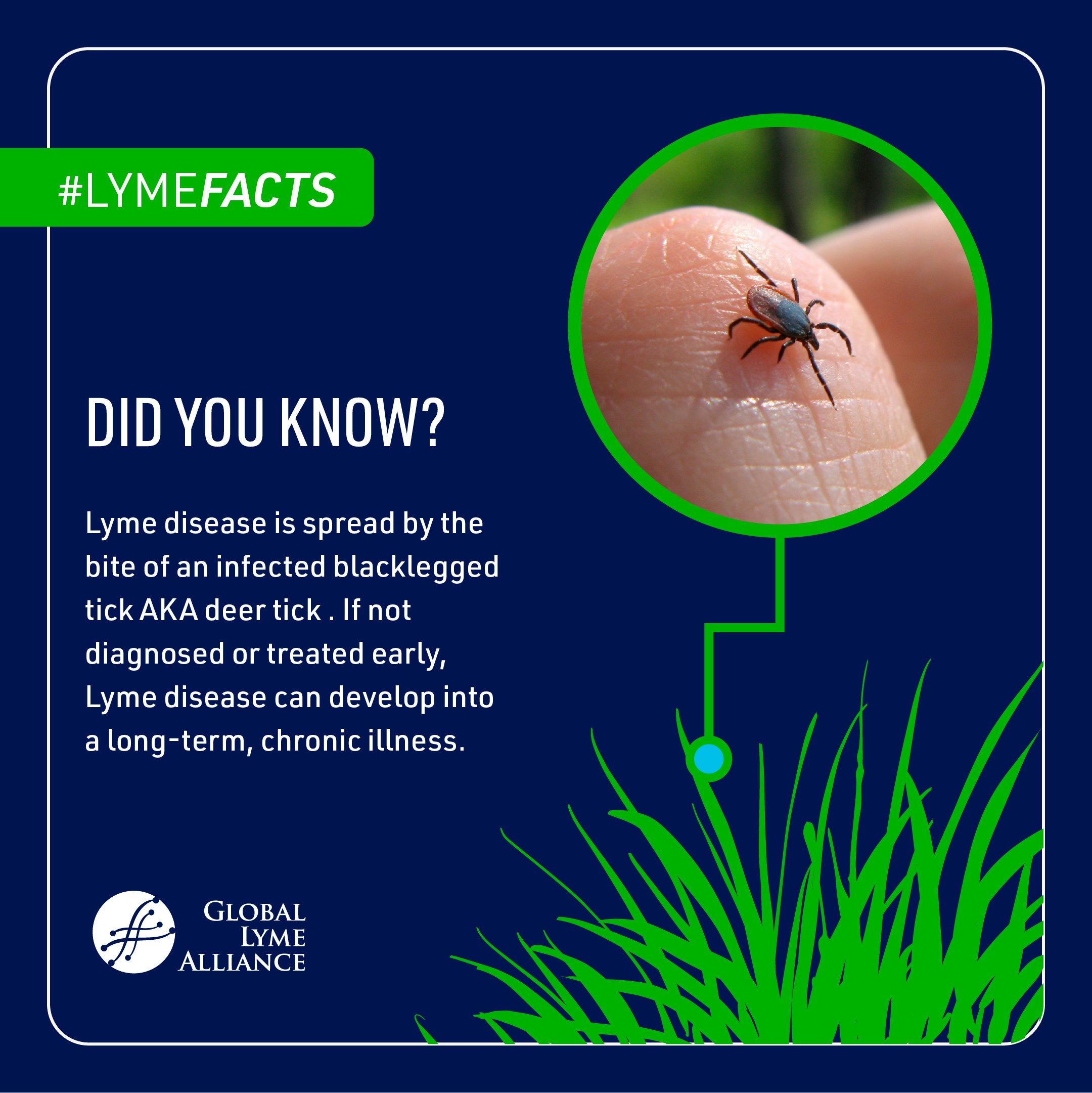 Lyme Facts - Did You Know?