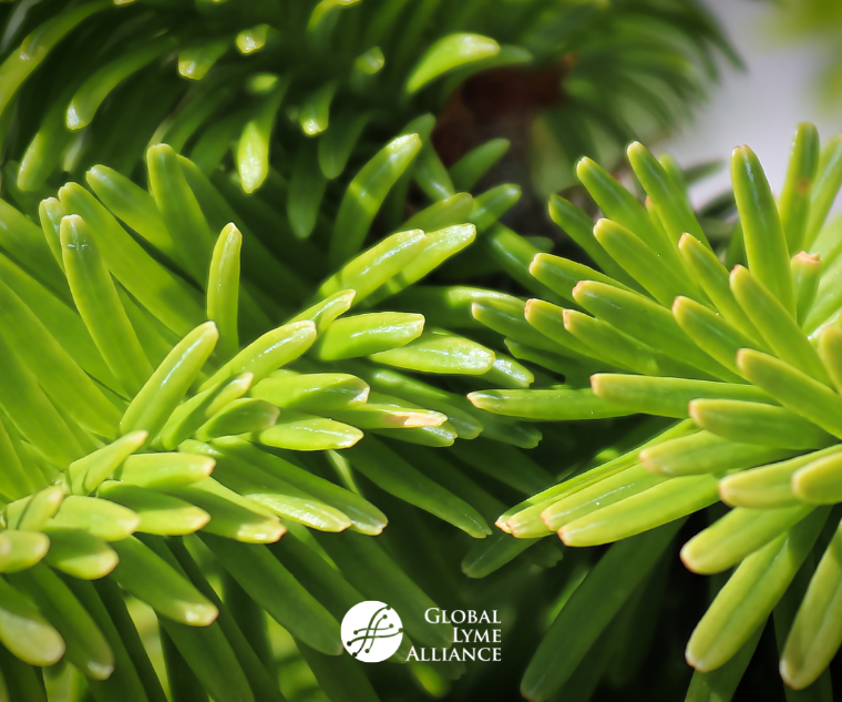 Balsam Fir Needles Kill Lyme Disease Causing Ticks
