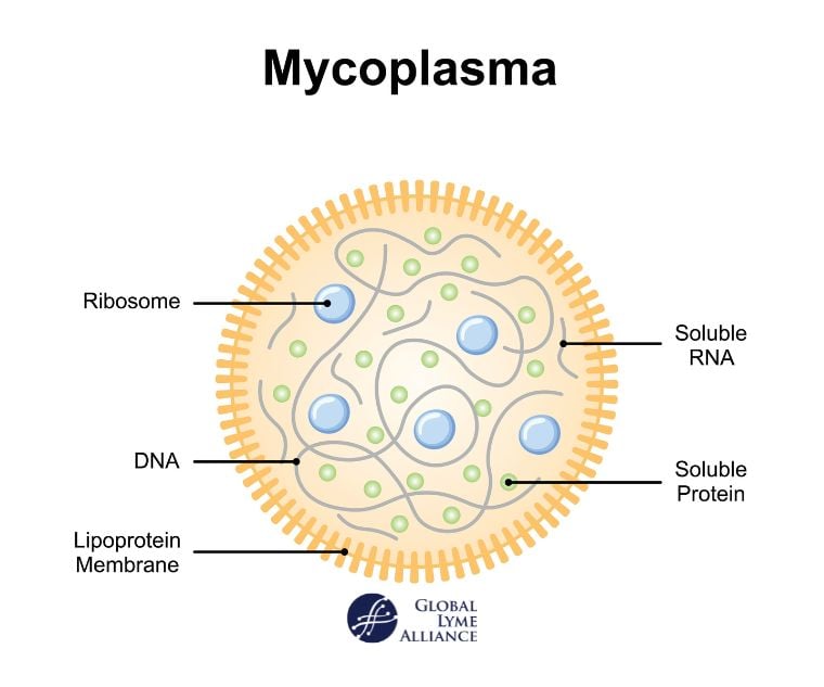 <span id="hs_cos_wrapper_name" class="hs_cos_wrapper hs_cos_wrapper_meta_field hs_cos_wrapper_type_text" style="" data-hs-cos-general-type="meta_field" data-hs-cos-type="text" >Mycoplasma and Lyme Disease</span>