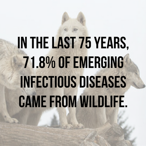 Tick-borne Infections on the Rise in Gray Wolves