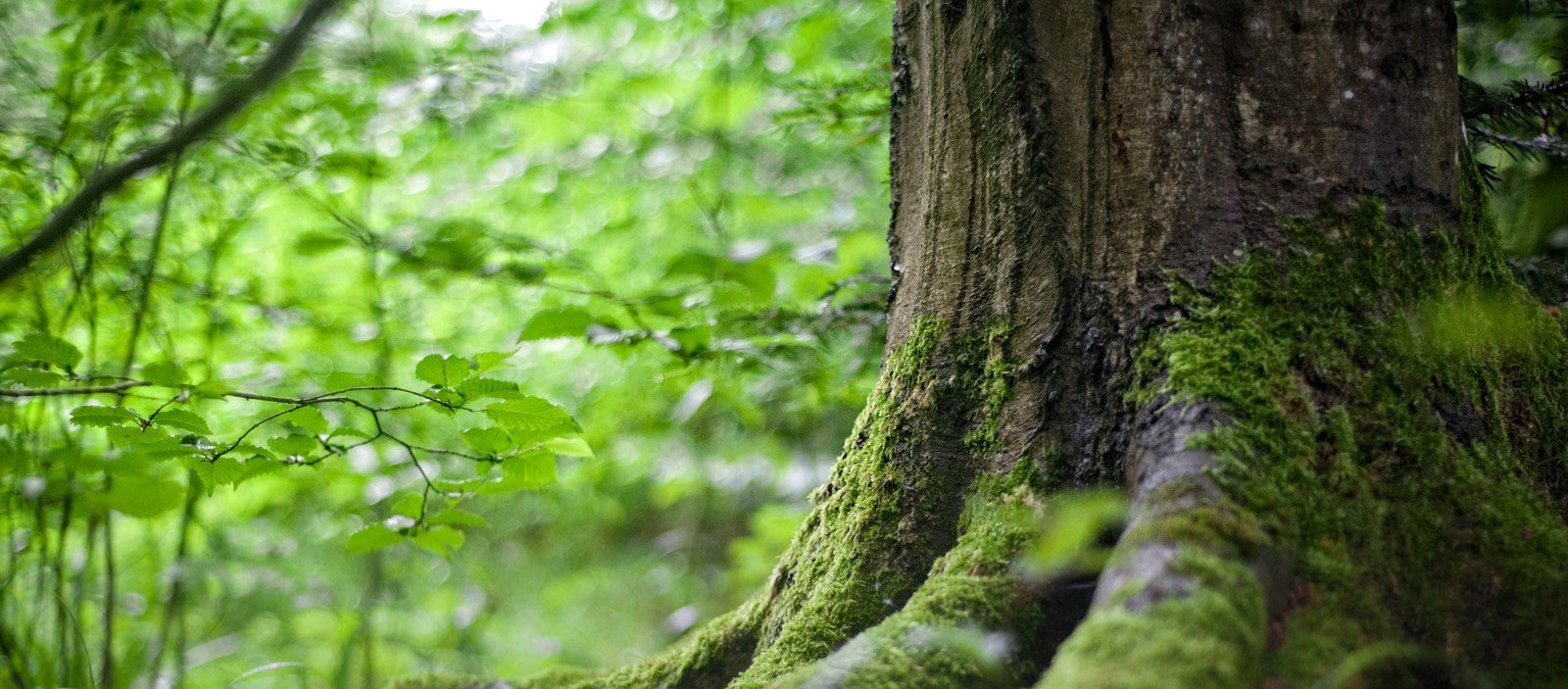 bg-forest-grass